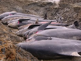 Свыше 120 китов гринда (еще их называют "китами-пилотами" или "черными дельфинами") погибли на мелководье у берегов Новой Зеландии за последние двое суток,