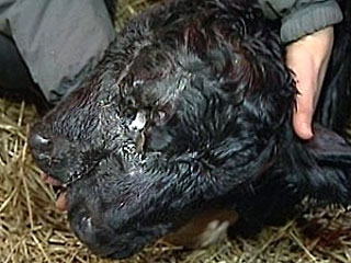На ферме "Сооне" в Тартумаа родился теленок с двумя головами