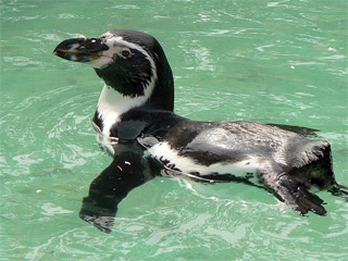 В Японии директор зоомагазина дерзко похитил пингвина Гумбольдта из зоопарка