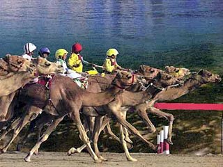 Финкризис не сказался на продажах породистых верблюдов в Абу-Даби