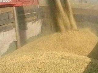 Треть государственных запасов зерна может сгнить