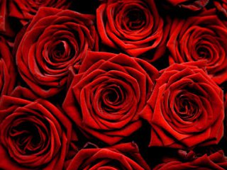 Груз кокаина обнаружен в аэропорту голландской столицы в партии роз, полученных из Южной Америки ко Дню святого Валентина