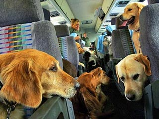 Sky Express за 1500 рублей разрешит брать кошек и собак в салон самолета