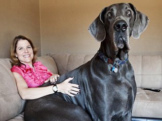 Звание самого крупного и высокого пса на Земле получил датский дог по кличке Джордж из штата Аризона