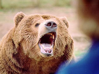 В зоопарке Висконсина медведь откусил пальцы пытавшейся покормить его женщине