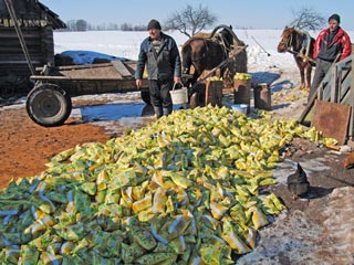 Странный случай произошел в одной из деревень Белоруссии: более 5 тонн молока, расфасованного по пакетам, вывалили из грузовиков прямо на землю - к недоумению местных жителей