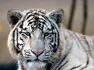 Не менее 11 сибирских тигров были измучены голодом в частном зоопарке, что в городе Шеньян на северо-востоке Китая