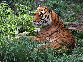 11 уссурийских тигров в китайском зоопарке уморили, чтоб продать их на органы, утверждают сотрудники