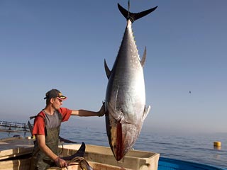 Япония не изменит своей позиции и будет выступать на совещании по конвенции CITES в Катаре против запрета международной торговли голубым тунцом, обитающим в Атлантическом океане и Средиземном море