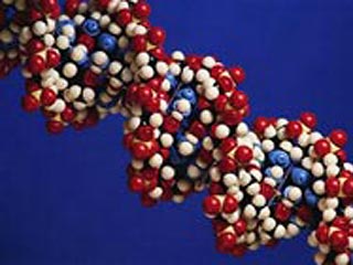 Ученые доказали, что различия между людьми определяются не столько генами ДНК, отвечающими за синтез белков в организме, сколько некодирующими участками генома