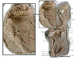 Палеонтологи сделали уникальную находку. В песчаниках автономного района Внутренняя Монголия КНР они обнаружили доселе неизвестный вид хищного динозавра, точнее, неповрежденный скелет ящера, который обитал в этом регионе нынешнего Китая в поздний Меловой 