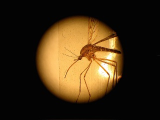 Японские биологи сделали первый шаг к тому, чтобы превратить комаров из разносчиков инфекции в средство массовой, бесплатной и незаметной вакцинации населения от опасных болезней