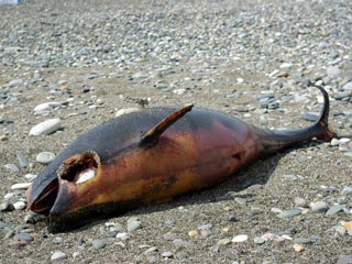 На черноморском побережье России в районе Сочи найдены тела четырех погибших дельфинов