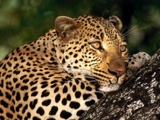 Восстановить популяцию переднеазиатского леопарда на Северном Кавказе поможет биосферный полигон, который до конца года появится на базе Тебертинского и Кавказского заповедников