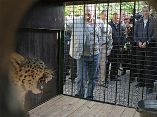 Премьер-министр РФ Владимир Путин выпустил из клетки в вольер Сочинского национального парка одну из двух самок леопарда, привезенных из Ирана
