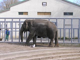Директор Киевского зоопарка отстранена от работы до выяснения причины смерти любимца мэра - слона Боя