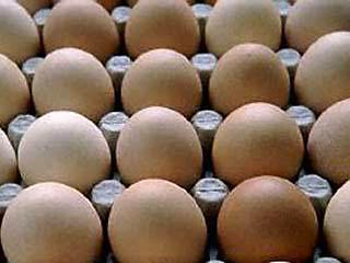 В Германии обнаружили диоксин в яйцах кур, откормленных украинской кукурузой 
