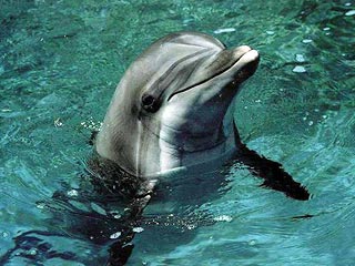 В сочинском дельфинариуме расследуют покушение на дельфиниху