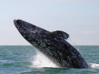 Мертвый серый кит найден на берегу Тихого океана в Кроноцком заповеднике на востоке Камчатки