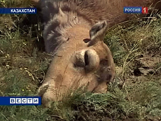 В Казахстане прокуратура Западно-Казахстанской области возбудила уголовное дело по факту массовой гибели сайгаков от пастереллеза