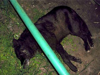 Стая бездомных собак отравлена в районе Марьина Роща на северо-востоке Москвы. Об этом интернет-изданию GZT.RU сообщил очевидец. По его словам, это случилось в воскресенье, 6 июня, рядом с 4-м проездом Марьиной Рощи