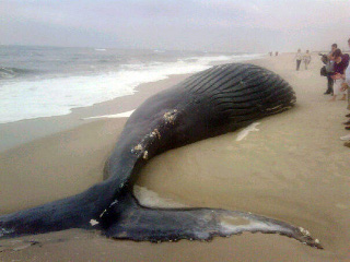 На одном из самых популярных у жителей Нью-Йорка пляжей острова Лонг-Айленд обнаружен мертвый кит длиной почти восемь метров и весом до 25 тонн