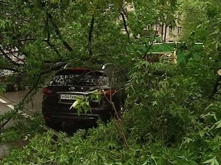 Шквалистым ветром в Москве повалены около 150 деревьев - шесть человек пострадали