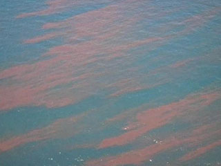 Несколько тысяч литров нефти вылилось в реку Ред Бьют, протекающую по самому центру американского города Солт-Лэйк-Сити (штат Юта), из-за аварии на трубопроводе компании Chevron