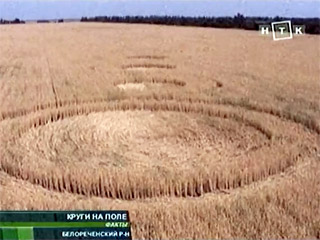 В Краснодарском крае на пшеничных полях появились новые странные круги, которые приписывают инопланетянам