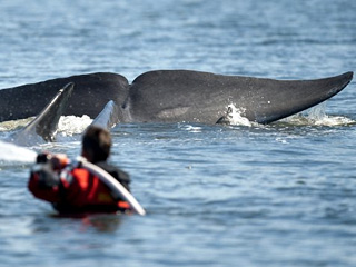 В плену на мелководном фьорде Вейле на западном побережье Дании оказался огромный кит