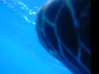 Черепаха нашла потерянный в Карибском море небольшой красный фотоаппарат Nikon, упакованный в водонепроницаемый пластиковый футляр, и, приняв его за еду, каким-то образом включила устройство