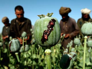 Поля опийного мака в Афганистане поражены новым грибком: производство может резко сократиться