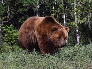 Медведь отстрелен караулом одной из воинских частей, расположенной около города Вилючинск в Камчатском крае