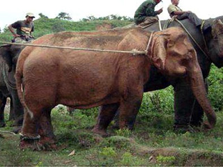 Редкого белого слона поймали в джунглях на северо-западе Мьянмы - буддистской страны, где появление этого животного считается добрым знаком