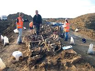 При раскопках в Нидерландах археологи обнаружили необычное массовое захоронение, где в рядок погребены около полусотни лошадей