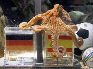 Немецкие фанаты предложили сварить осьминога, предсказавшего победу испанцев