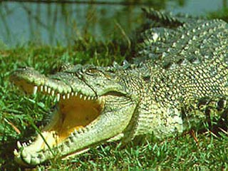 Австралийский крокодил подтвердил главный прогноз немецкого осьминога 