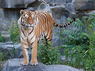 Подаренные Ирану российские тигры с трудом переносят жару в тегеранском зоопарке