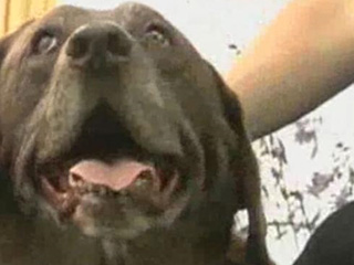 В США оставленный на жаре в автомобиле пес выжил, благодаря своей сообразительности