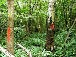 В Подмосковье началась незаконная вырубка Химкинского леса, утверждают экологи
