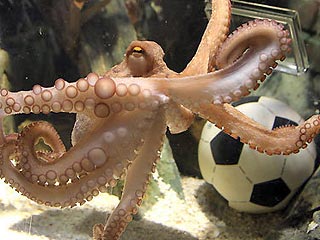 Оракул-осьминог Пауль из океанариума в Оберхаузене, предсказавший результаты Чемпионата мира по футболу, не впечатлил своей интуицией израильских раввинов
