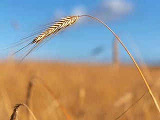 Минсельхоз начинает борьбу со стремительно взлетающими ценами на зерно