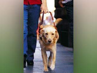 В Англии водители-мусульмане все чаще отказываются возить слепых с собаками