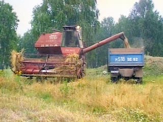 Минсельхоз: урожай зерна в России упадет до 70-75 млн тонн