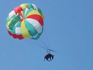 В ближайшие дни ослик-парашютист  Анапка, которую в качестве живой рекламы краснодарский бизнесмен запустил на полчаса в воздух, прибудет в Кремлевскую школу верховой езды в Подмосковье