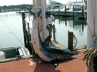 Бразильские экологи обвиняют экспортера морепродуктов: те отрезают у акул плавники и бросают обратно в море