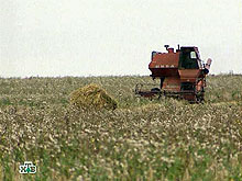 Минсельхоз России 3 августа принял решение отложить на неопределенный срок проведение государственных интервенций на рынке зерна