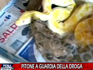 Итальянские полицейские столкнулись с трехметровым питоном-альбиносом во время рейда против наркомафии. Гангстеры специально "пригрели" хищную змею в своем логове, чтобы она сторожила их наркотики и делала партнеров по наркобизнесу более сговорчивыми