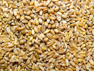 Украинские власти решили повременить с введением квот на экспорт зерна, объяснив, что им "требуется дополнительное время, чтобы выяснить, сколько пшеницы и ячменя уже поставлено за рубеж"