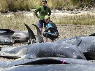 Около 60 черных дельфинов-гринд выбросилось на берег в Новой Зеландии